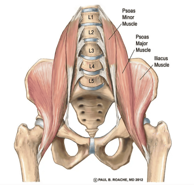 Hip flexor muscles